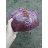Đất phân cây cảnh hoa kiểng 1kg - Dinh dưỡng cao, tăng rễ nhanh, Giá 18.000 VND 5