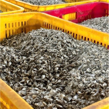 Đầu Cá Cơm giảm còn 95,000 VNĐ - Cá Cơm tươi ngon, giàu dinh dưỡng, giá tốt 3 Đầu Cá Cơm giảm còn 95,000 VNĐ - Cá Cơm tươi ngon, giàu dinh dưỡng, giá tốt 3