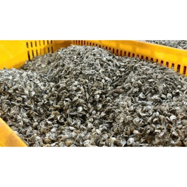 Đầu Cá Cơm Lớn - Siêu Đồ Ăn Vặt Giòn Tan, Giá Gốc 326.700đ Giảm còn 270.000đ 9