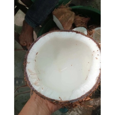 Dầu dừa 5 lít dùng trong nấu ăn giá ưu đãi 490.000 VND thơm ngon giàu chất béo lành mạnh 3