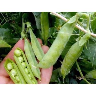 Đậu Hà Lan Xanh 500g - Giá Gốc 42.000đ, Giảm Đặc Biệt 35.000đ, Dinh Dưỡng Cao, Sạch Tươi 7