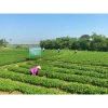 Dầu Lạc Nguyên Chất 1L Kiểm định, Chứng nhận OCOP, Giá chỉ 149.000 VNĐ 2