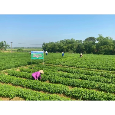 Dầu Lạc Nguyên Chất 1L Kiểm định, Chứng nhận OCOP, Giá chỉ 149.000 VNĐ 2