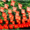 Dây Cờ Sao 10m - 20 Cờ Tổ Quốc, Đảng Trang Trí Tết, Lễ Hội, Mẫu 1 Mặt, Giá ưu đãi 45.120₫ 9