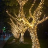 Dây Đèn LED Chống Nước 20-100m Không Nháy - Trang Trí Café Ngoài Trời Giáng Sinh Cây Thông Noel 5