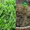 Dây khổ qua rừng sấy khô loại 1 500g-1kg - ổn định đường huyết, giảm gout, hạ men gan - Giá ưu đãi 69.898₫ 8