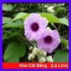 Dây leo cát Đằng lá lớn - Cây cảnh vườn, giá ưu đãi 35.000 VND, giảm sâu, xanh mượt