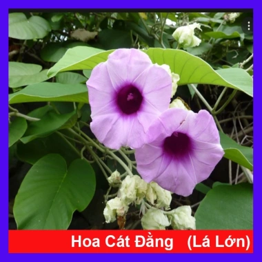 Dây leo cát Đằng lá lớn - Cây cảnh vườn, giá ưu đãi 35.000 VND, giảm sâu, xanh mượt