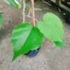 Dây leo cát Đằng lá lớn - Cây cảnh vườn, giá ưu đãi 35.000 VND, giảm sâu, xanh mượt 3