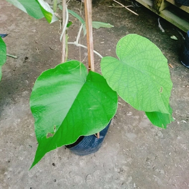 Dây leo cát Đằng lá lớn - Cây cảnh vườn, giá ưu đãi 35.000 VND, giảm sâu, xanh mượt