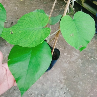 Dây leo cát Đằng lá lớn - Cây cảnh vườn, giá ưu đãi 35.000 VND, giảm sâu, xanh mượt
