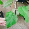 Dây leo cát Đằng lá lớn - Cây cảnh vườn, giá ưu đãi 35.000 VND, giảm sâu, xanh mượt 5