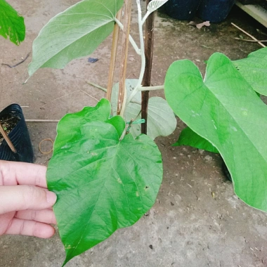 Dây leo cát Đằng lá lớn - Cây cảnh vườn, giá ưu đãi 35.000 VND, giảm sâu, xanh mượt