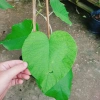 Dây leo cát Đằng lá lớn - Cây cảnh vườn, giá ưu đãi 35.000 VND, giảm sâu, xanh mượt 6
