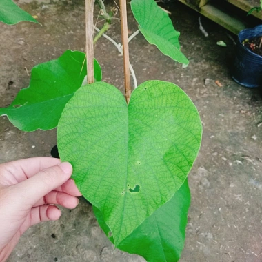 Dây leo cát Đằng lá lớn - Cây cảnh vườn, giá ưu đãi 35.000 VND, giảm sâu, xanh mượt