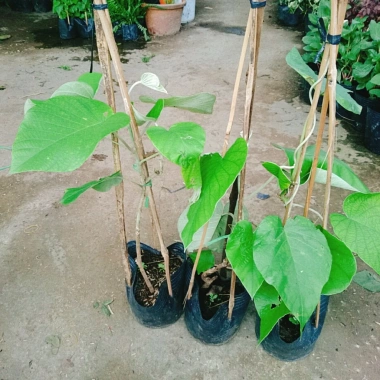 Dây leo cát Đằng lá lớn - Cây cảnh vườn, giá ưu đãi 35.000 VND, giảm sâu, xanh mượt