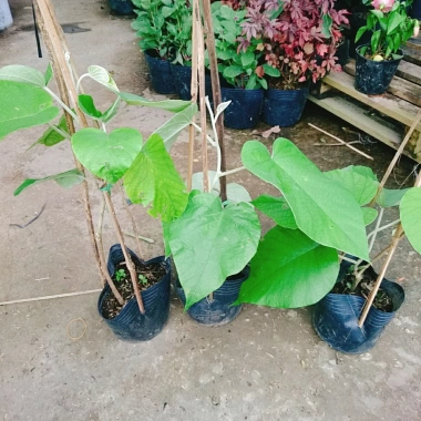 Dây leo cát Đằng lá lớn - Cây cảnh vườn, giá ưu đãi 35.000 VND, giảm sâu, xanh mượt