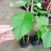 Dây leo cát Đằng lá lớn - Cây cảnh vườn, giá ưu đãi 35.000 VND, giảm sâu, xanh mượt 9