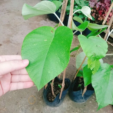 Dây leo cát Đằng lá lớn - Cây cảnh vườn, giá ưu đãi 35.000 VND, giảm sâu, xanh mượt