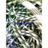 Dây sơn nước 3 lớp bọc 1m - Dây cứu sinh, thừng dù tết cường lực 12mm‑18mm HuangShan, giá chỉ 14.256đ 4