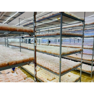 Đế Đông Trùng Hạ Thảo 1kg - Tăng Cường Sinh Lực, Hỗ Trợ Miễn Dịch, Giá Ưu Đãi 72.654 VND 2 Đế Đông Trùng Hạ Thảo 1kg - Tăng Cường Sinh Lực, Hỗ Trợ Miễn Dịch, Giá Ưu Đãi 72.654 VND 2