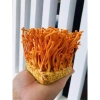 Đế Đông Trùng Hạ Thảo 1kg - Tăng Cường Sinh Lực, Hỗ Trợ Miễn Dịch, Giá Ưu Đãi 72.654 VND 5