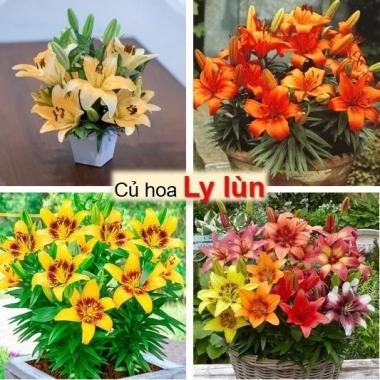 Deal 1K Củ Hoa Ly Siêu Lùn Nở Hoa Sau 20 Ngày Củ Giống Chuẩn Giá 10.000 VND
