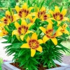 Deal 1K Củ Hoa Ly Siêu Lùn Nở Hoa Sau 20 Ngày Củ Giống Chuẩn Giá 10.000 VND 5