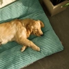 Đệm Ngủ Thú Cưng 120cm Siêu Mềm Tháo Rời Giặt Được – Sofa 5‑50kg Mèo & Chó Lớn 563k 2