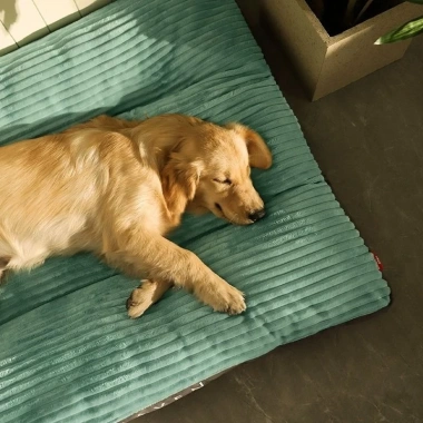 Đệm Ngủ Thú Cưng 120cm Siêu Mềm Tháo Rời Giặt Được – Sofa 5‑50kg Mèo & Chó Lớn 563k