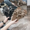 Dép kẹp đá sáng lên chân xinh mẫu mới X20 - Giá chỉ 160.000đ, phong cách trẻ trung 5