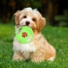 Đĩa bay chó gặm bền dây bông - Huấn luyện ngoài trời, mài răng, ngăn cắn phá cho Corgi và Frenchie, chỉ 79.191₫ 3