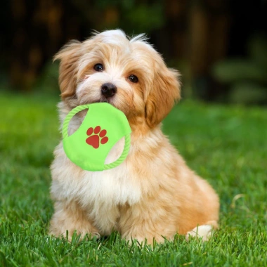 Đĩa bay chó gặm bền dây bông - Huấn luyện ngoài trời, mài răng, ngăn cắn phá cho Corgi và Frenchie, chỉ 79.191₫ 3