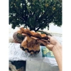 Dĩa trái cây gỗ dừa 30x17 & 24x10cm - Đĩa bánh mứt Tết, Có Video, Giá 549.000₫ 2