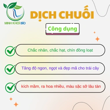 Dịch Chuối Hữu Cơ Minh Khôi – Kali Hữu, Kích Hoa, Ngọt Quả, Đẹp Trái, Chắc Nhân, Chín Đồng Loạt 1L & 5L 3