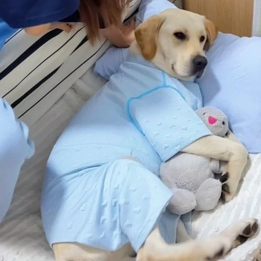 Đồ 4 chân cho chó cỡ trung lớn chất liệu mỏng nhẹ, thoáng khí, chống rụng lông, chống liếm - Giá chỉ 371.706₫