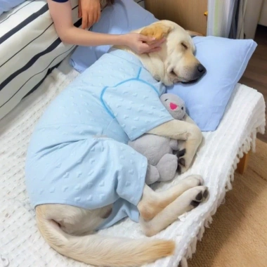 Đồ 4 chân cho chó cỡ trung lớn chất liệu mỏng nhẹ, thoáng khí, chống rụng lông, chống liếm - Giá chỉ 371.706₫ 4 Đồ 4 chân cho chó cỡ trung lớn chất liệu mỏng nhẹ, thoáng khí, chống rụng lông, chống liếm - Giá chỉ 371.706₫ 4