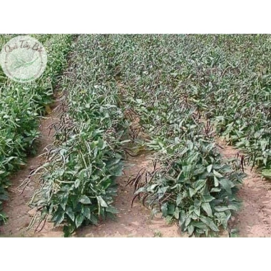 Đỗ đậu đen xanh Vùng cao Yên Bái sạch thơm ngon 1kg giá ưu đãi 41,577 VND 7 Đỗ đậu đen xanh Vùng cao Yên Bái sạch thơm ngon 1kg giá ưu đãi 41,577 VND 7
