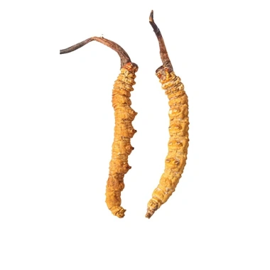 Đông Trùng Hạ Thảo 1.5gr Khô Nguyên Con To - Ngon, Cao Cấp, Bồi Bổ Cơ Thể 199.000 VND 2