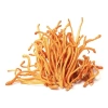 Đông Trùng Hạ Thảo 200g Sợi To Sấy Khô Cao Cấp Bồi Bổ Cơ Thể Thái Y Organic - 28.319₫ 2