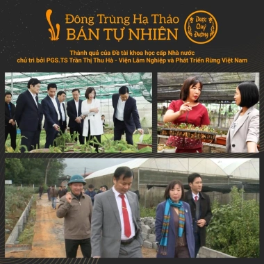 Đông Trùng Hạ Thảo Bán Tự Nhiên Dược Quý Đường – Combo Sấy Khô Bồi Bổ Cơ Thể, Bổ Phế, Ích Gan Thận – Giá 2.524.000 VNĐ 2