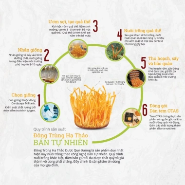 Đông Trùng Hạ Thảo Bán Tự Nhiên Dược Quý Đường – Combo Sấy Khô Bồi Bổ Cơ Thể, Bổ Phế, Ích Gan Thận – Giá 2.524.000 VNĐ 3