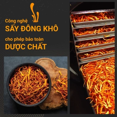 Đông Trùng Hạ Thảo Bán Tự Nhiên Dược Quý Đường – Combo Sấy Khô Bồi Bổ Cơ Thể, Bổ Phế, Ích Gan Thận – Giá 2.524.000 VNĐ 6