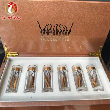 Đông Trùng Hạ Thảo Bhutan Nguyên Con - Hộp Vàng Sang Trọng, Quà Biếu Tặng, Giá Ưu Đãi 1.599.000