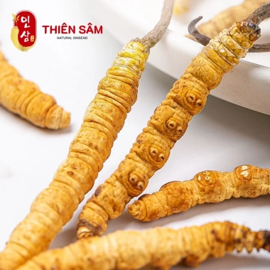 Đông Trùng Hạ Thảo Bhutan Thượng Hạng Nguyên Con Tây Tạng – Thực Phẩm Vàng Tăng Cường Sức Khỏe 379k