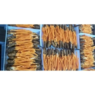 Đông trùng hạ thảo bò xít 1 con khô: tăng sức đề kháng, hỗ trợ sức khỏe, giá 18.500 VND giảm từ 22.200 VND 3 Đông trùng hạ thảo bò xít 1 con khô: tăng sức đề kháng, hỗ trợ sức khỏe, giá 18.500 VND giảm từ 22.200 VND 3