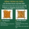 Đông Trùng Hạ Thảo Chính Hãng Thượng Hạng Sấy Thăng Hoa - The Nest House Giá ưu đãi 120.000đ 5
