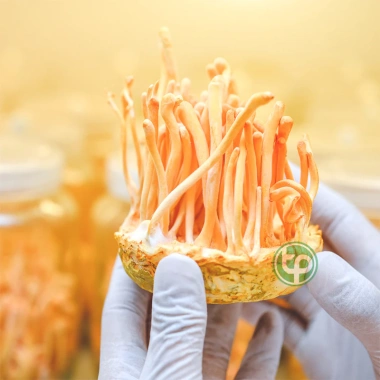 Đông trùng hạ thảo khô 100g thơm sạch – Bồi, tăng đề kháng, sức khỏe – 95.000₫