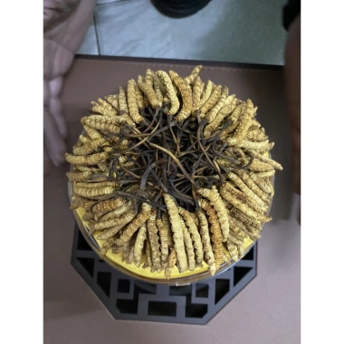 Đông Trùng Hạ Thảo Nguyên Con 45g Hộp Gỗ - Tăng Cường Sức Khỏe, Giảm Cân, Giá Ưu Đãi 2.9 Triệu