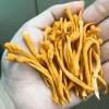 Đông Trùng Hạ Thảo Sấy Thăng Hoa 10g – Giảm Giá 150k, Tăng Cường Sức Khỏe, Da Đẹp 4